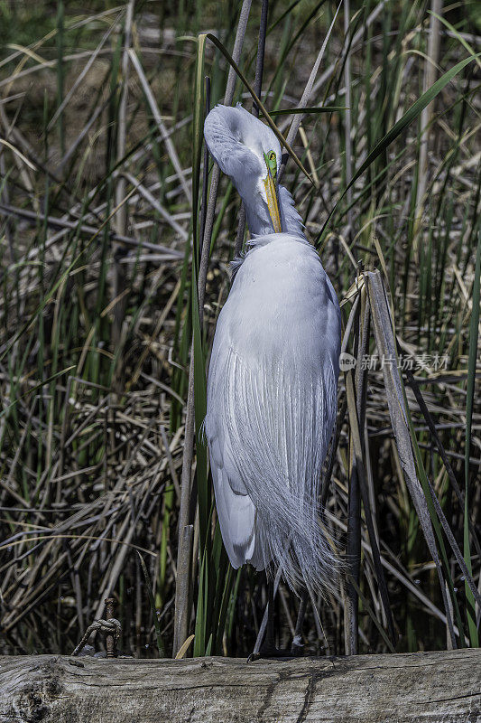 大白鹭(Ardea alba)，也被称为普通白鹭，大白鹭，或great white egret或great white heron是一种大型，分布广泛的白鹭。肖伦伯格公园，佩塔卢马，加利福尼亚州。Pelecaniformes鹭鸟。